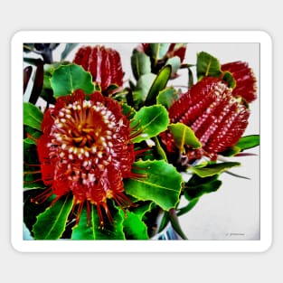 Stocksom Albany Banksias Sticker